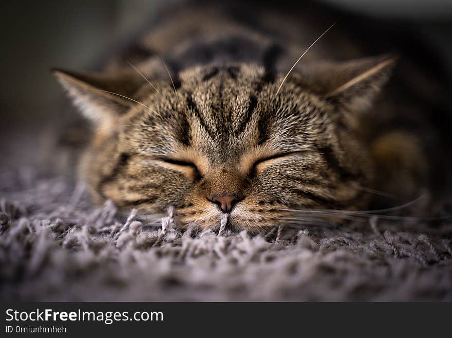 Cute cat Happy Smile Pets sleeping t