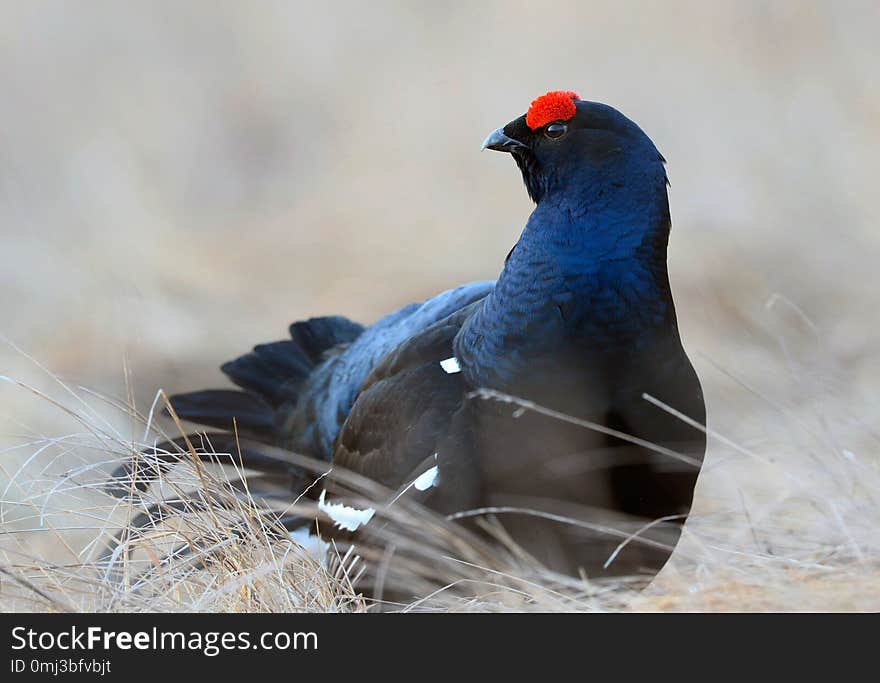 Male of a Black Grouse at Lek. Early morning at sunrise