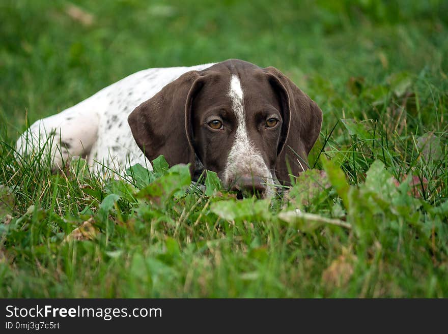 German shorthaired pointer, german kurtshaar one brown spotted puppy lies green grass field, close-up portrait, looking sadly down, put his head on the grass, an unhappy, brooding look, emotionally