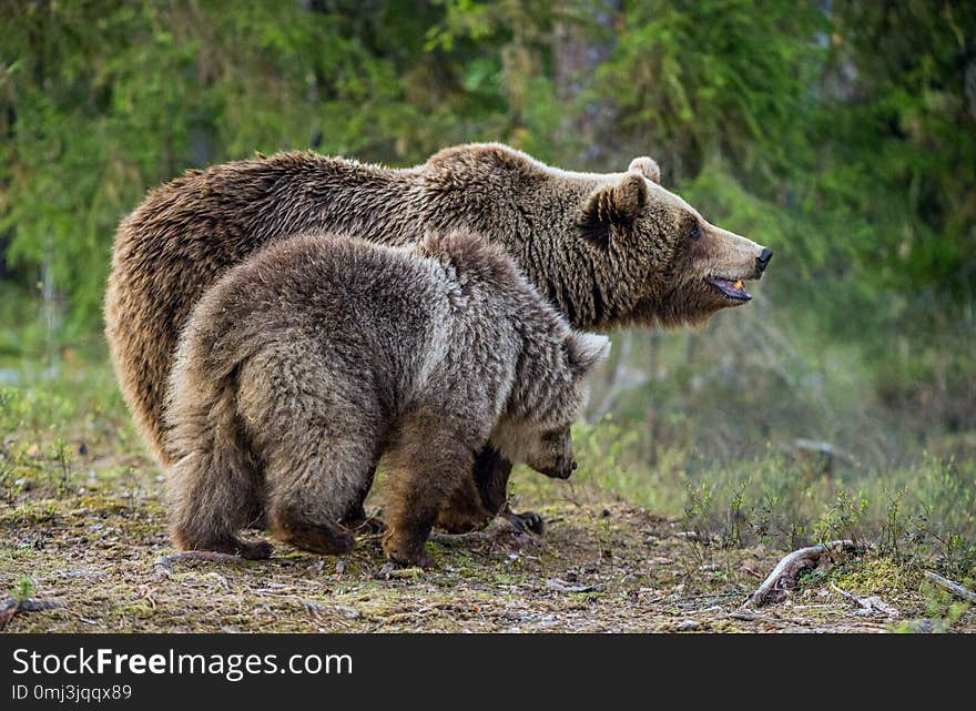 She-bear And Bear-cub In The Summer Forest.