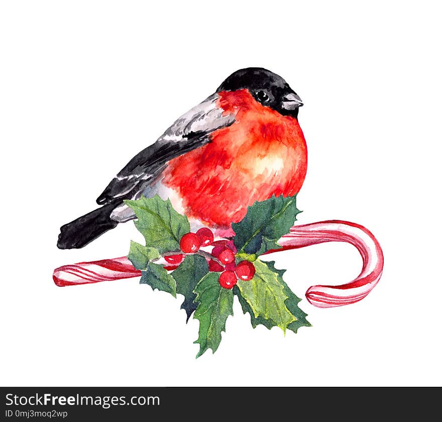 Christmas bird finch on candy cane and mistletoe. Watercolor