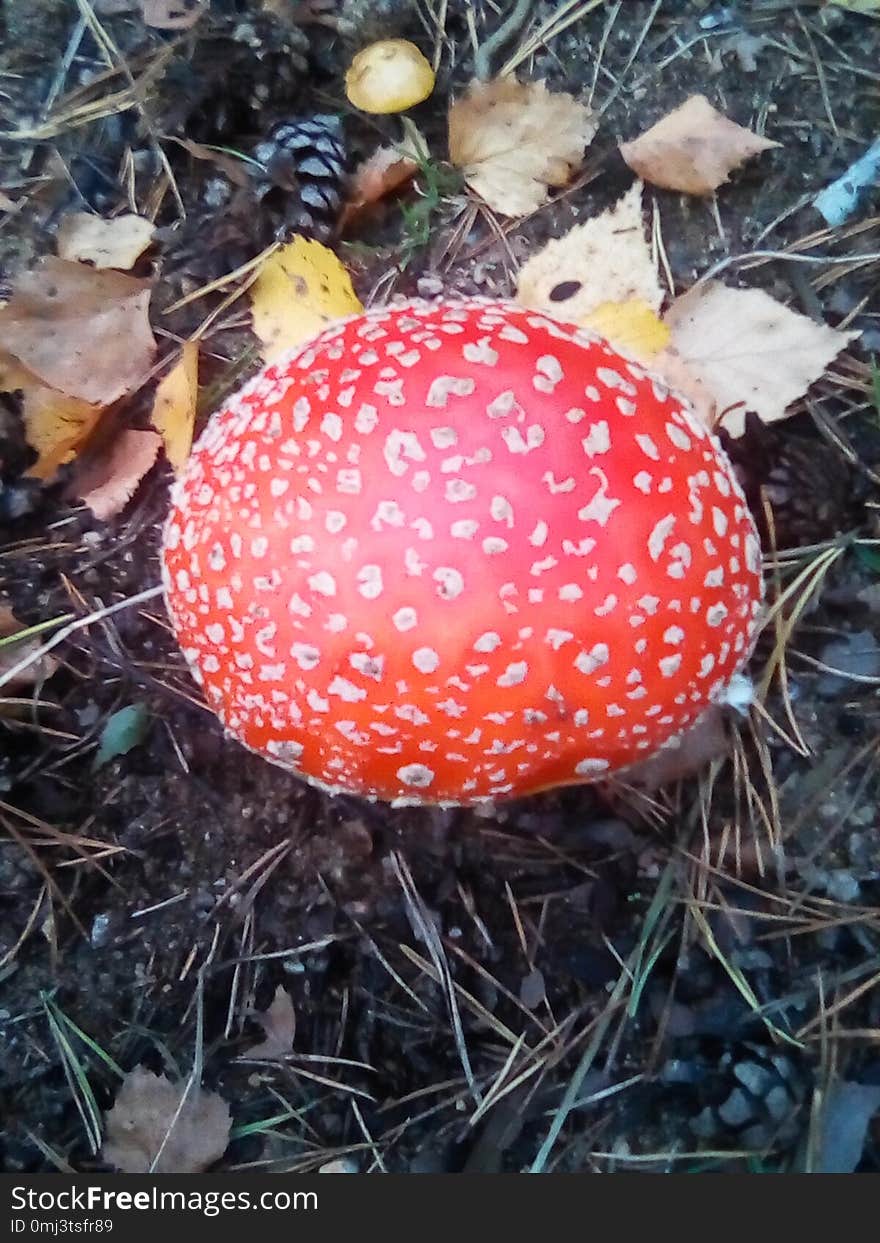 A beautiful but poisonous mushroom grows in the summer forest. A beautiful but poisonous mushroom grows in the summer forest