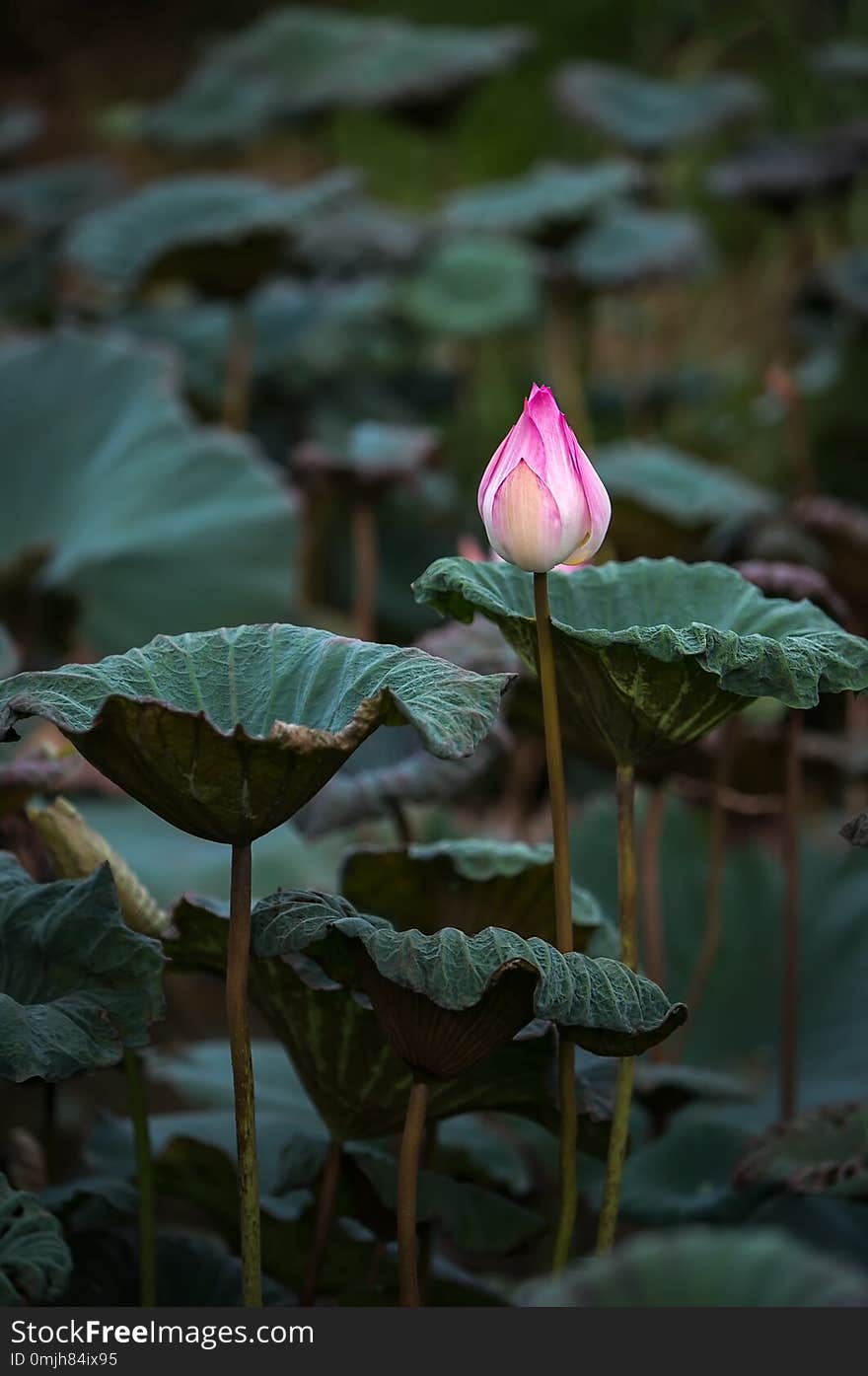 The bud of a lotus flower.Background is the lotus leaf and lotus flower and lotus bud and tree.Shooting location is the Sankeien in Yokohama, Kanagawa Prefecture Japan.