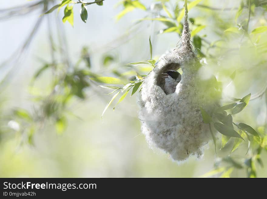 An adult Eurasian penduline tit calling for an female out of its nest what he is making at the lakes of Linum Germany. An adult Eurasian penduline tit calling for an female out of its nest what he is making at the lakes of Linum Germany.