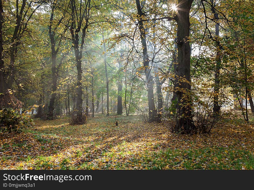 Old city park in autumn. Forest. Fog. Sunny. Landscape.