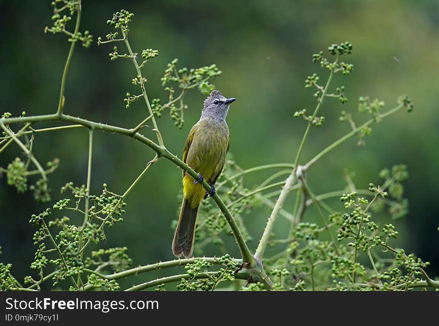 Flavescent Bulbul perching on branch of fruiting tree Pycnonotus flavescens