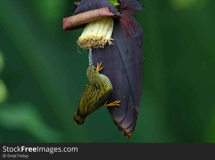 Treaked Spiderhunter Arachnothera magna on Wild Banana Blossom in forest