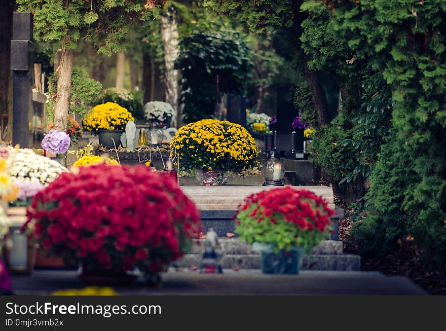 Graves with chrysanthemum flower decoration in All Saint Day in autumn atmosphere in cemetery. Graves with chrysanthemum flower decoration in All Saint Day in autumn atmosphere in cemetery