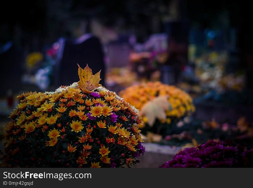 Colorful chrysanthemum flower decoration in graves during All Saints Day at the cemetery in autumnal atmosphere. Colorful chrysanthemum flower decoration in graves during All Saints Day at the cemetery in autumnal atmosphere