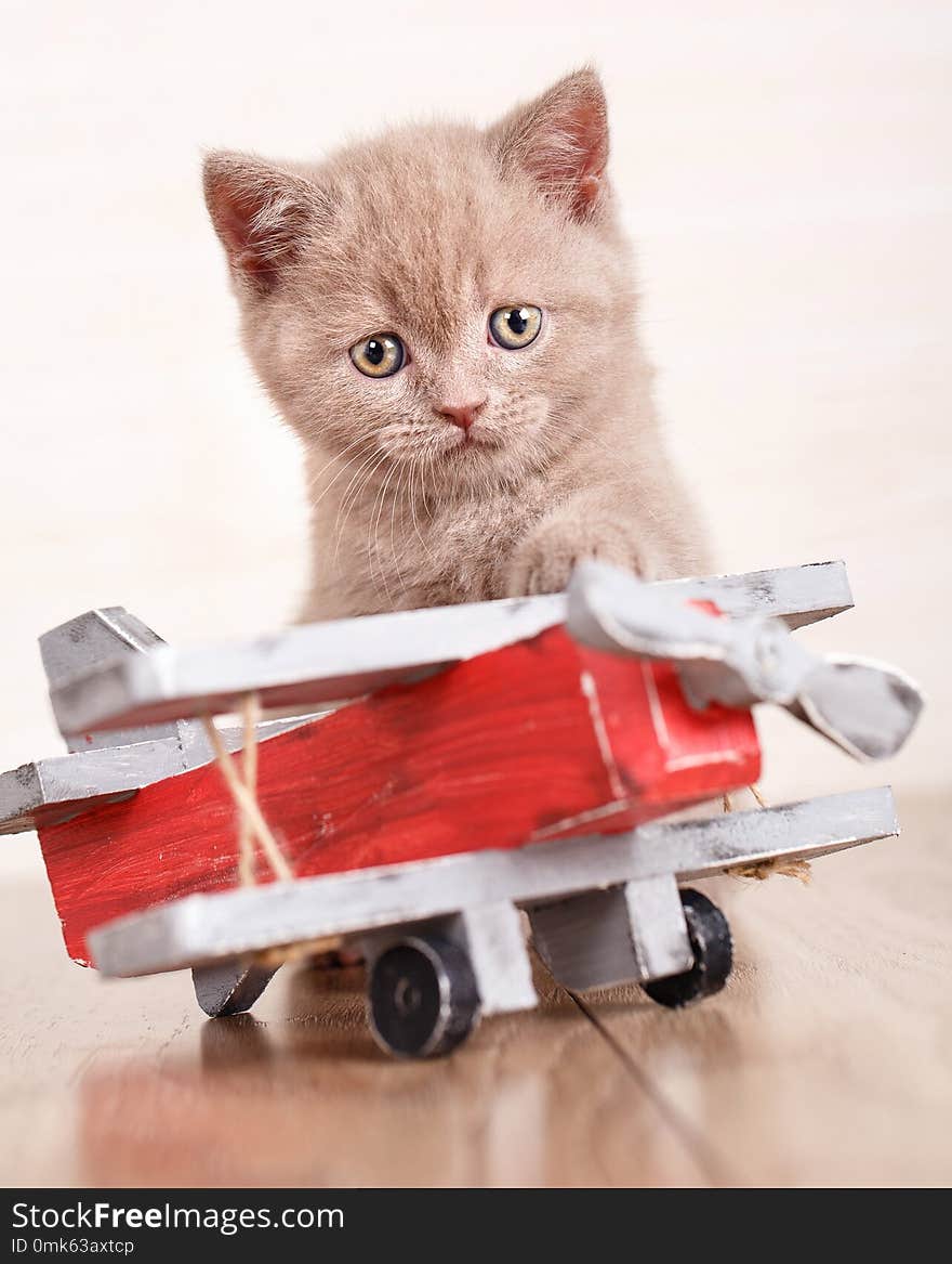 Scottish Fold - Cat is playing with a wooden plane.