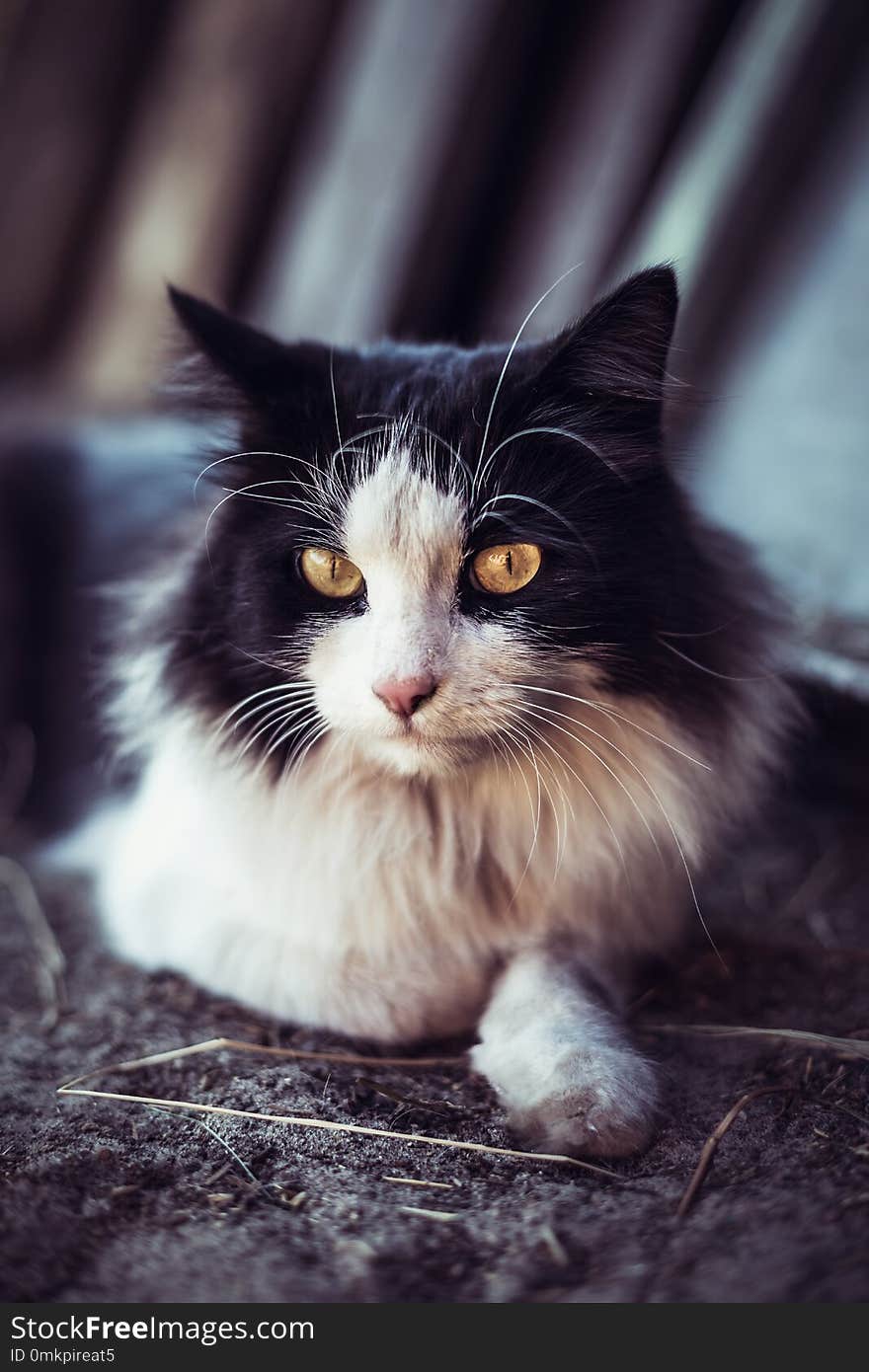 Beautiful black and white cat lie on the ground.