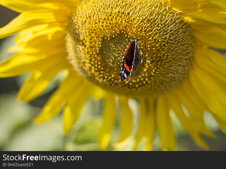 Butterfly on sunflower flower