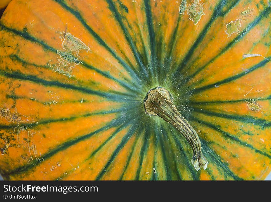 Pumpkin close up