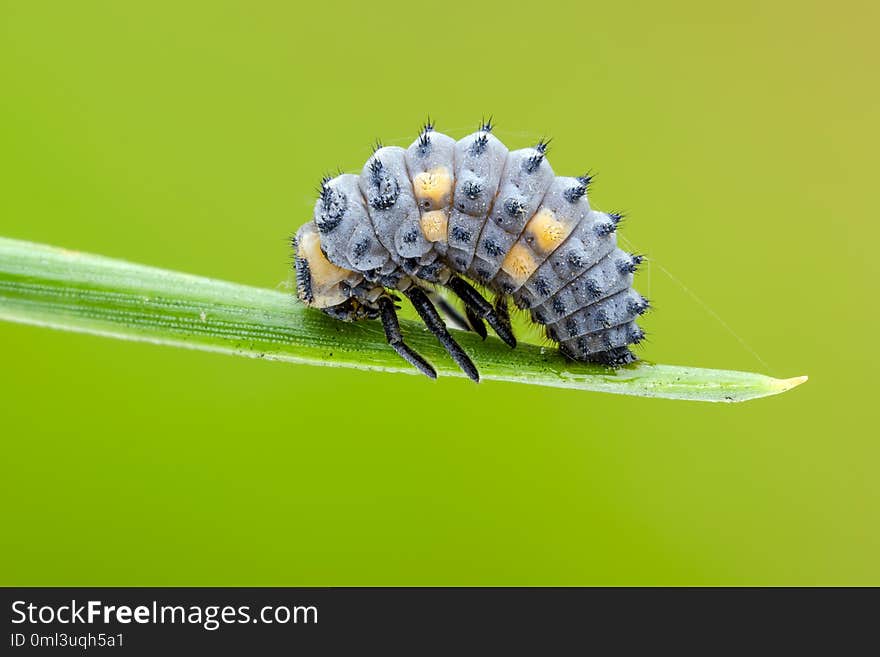 Caterpillar of Seven-spot ladybird Coccinella septempunctata on needle of pine. Close up. Caterpillar of Seven-spot ladybird Coccinella septempunctata on needle of pine. Close up.