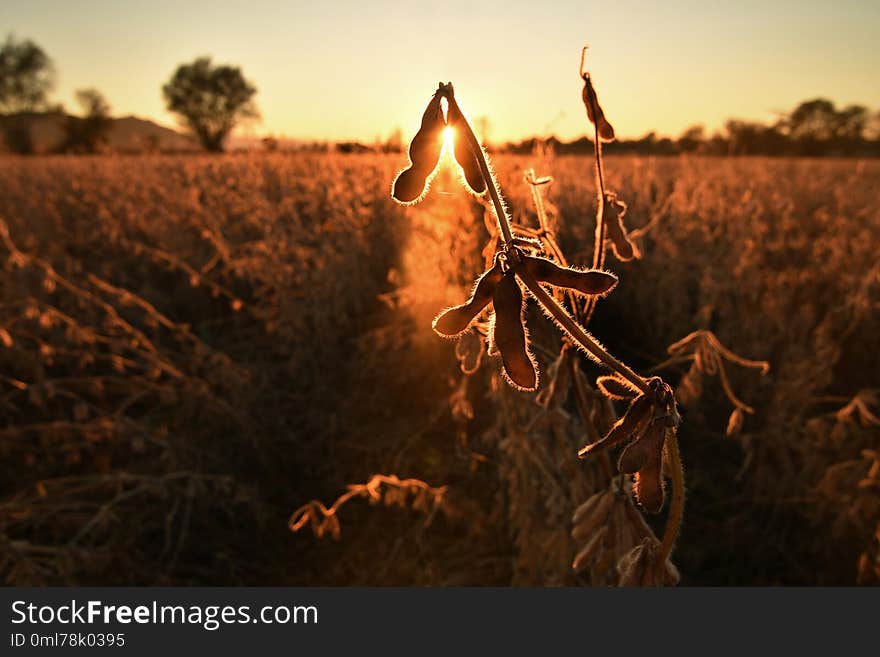 Mature Soybean Pods, Back-lit By Evening Sun