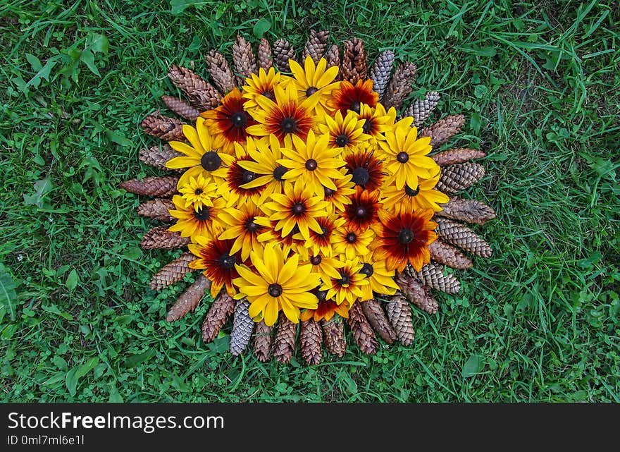 Floral composition background with fir-tree cones. Black-eyed susan or Rudbeckia hirta plant, brown betty, gloriosa daisy, golden Jerusalem.