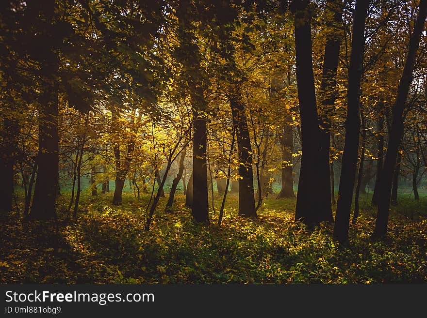 Autumn in the city park. The city of Khmelnitsky.