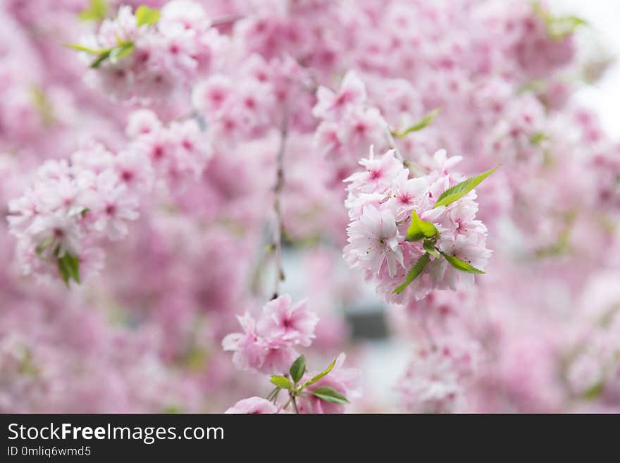 Sakura flower or Cherry blossom in the park,nature background