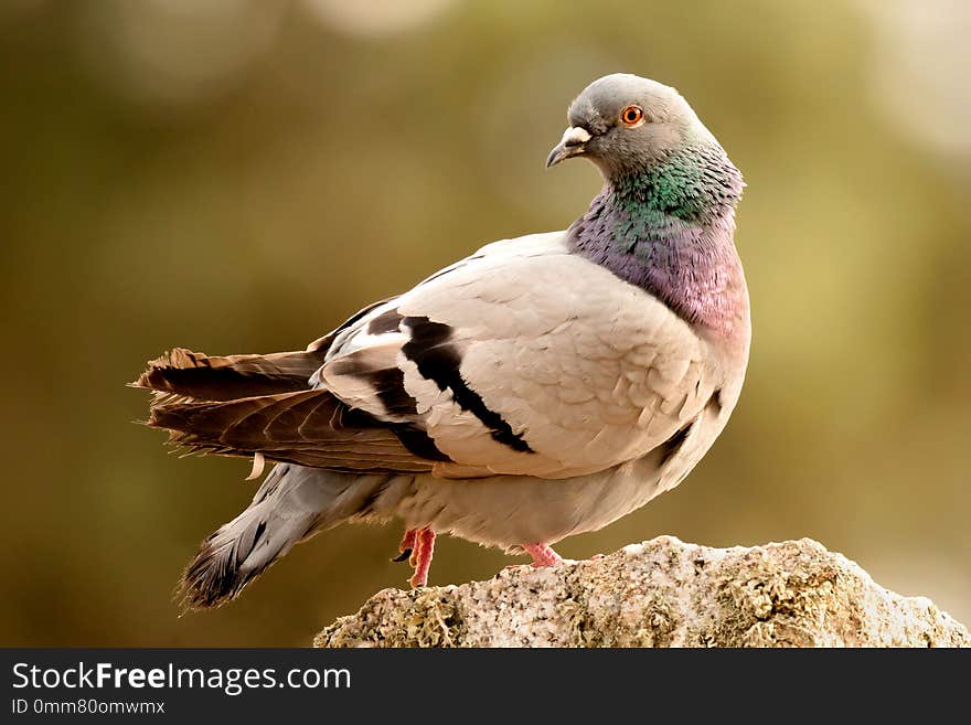 Beautiful wild pigeon on a stone in the nature