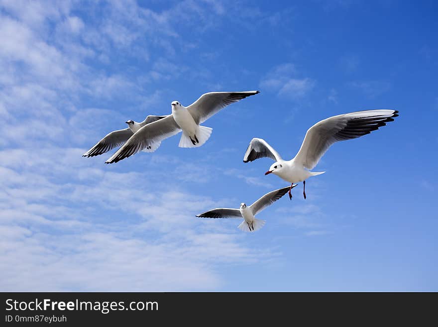Seagull bird showing wing spread in flight on blue sky background Turkey Izmir Karsiyaka Mavisehir