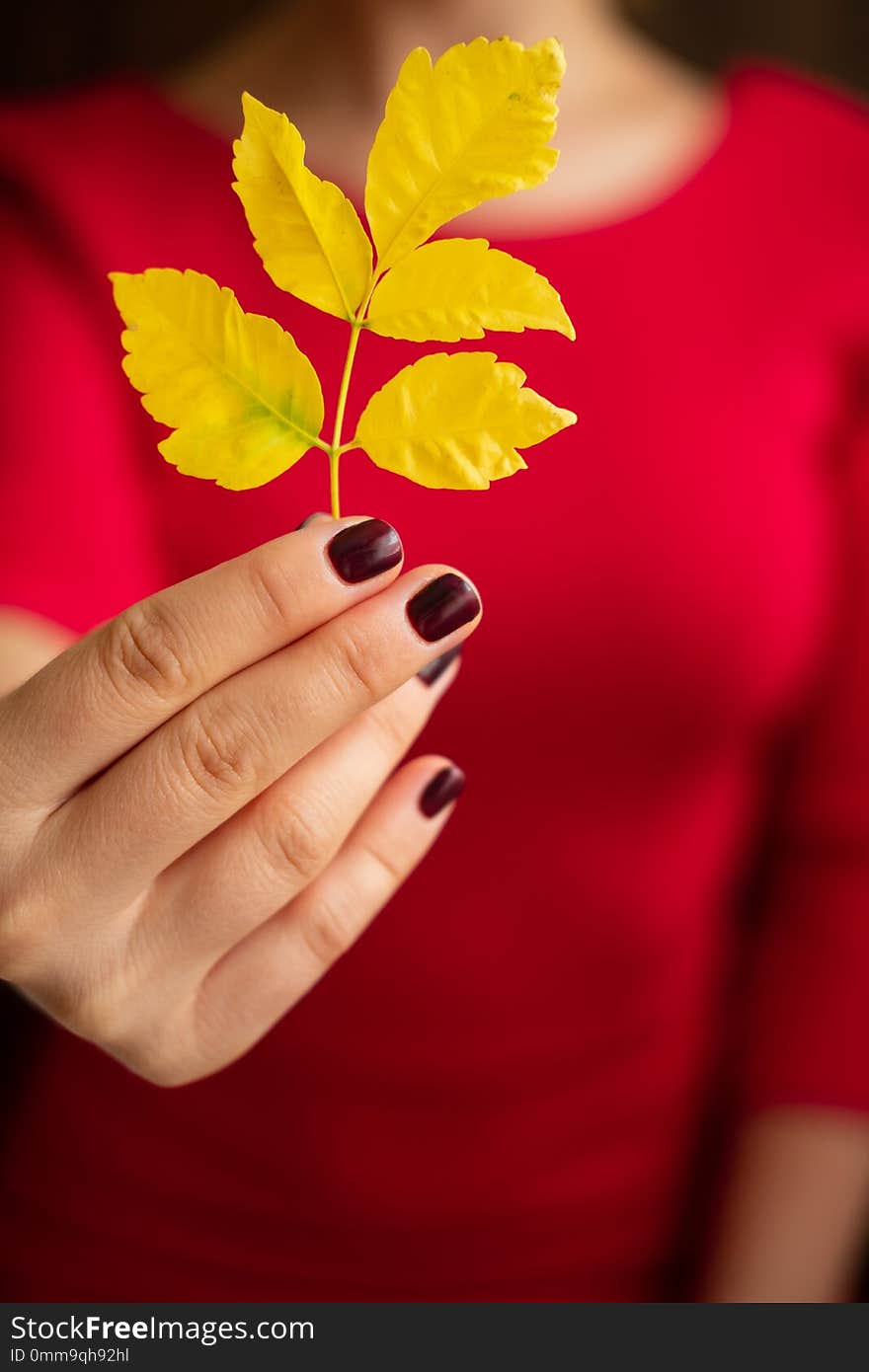 Yellow autumn leaf in female hands in a red dress.