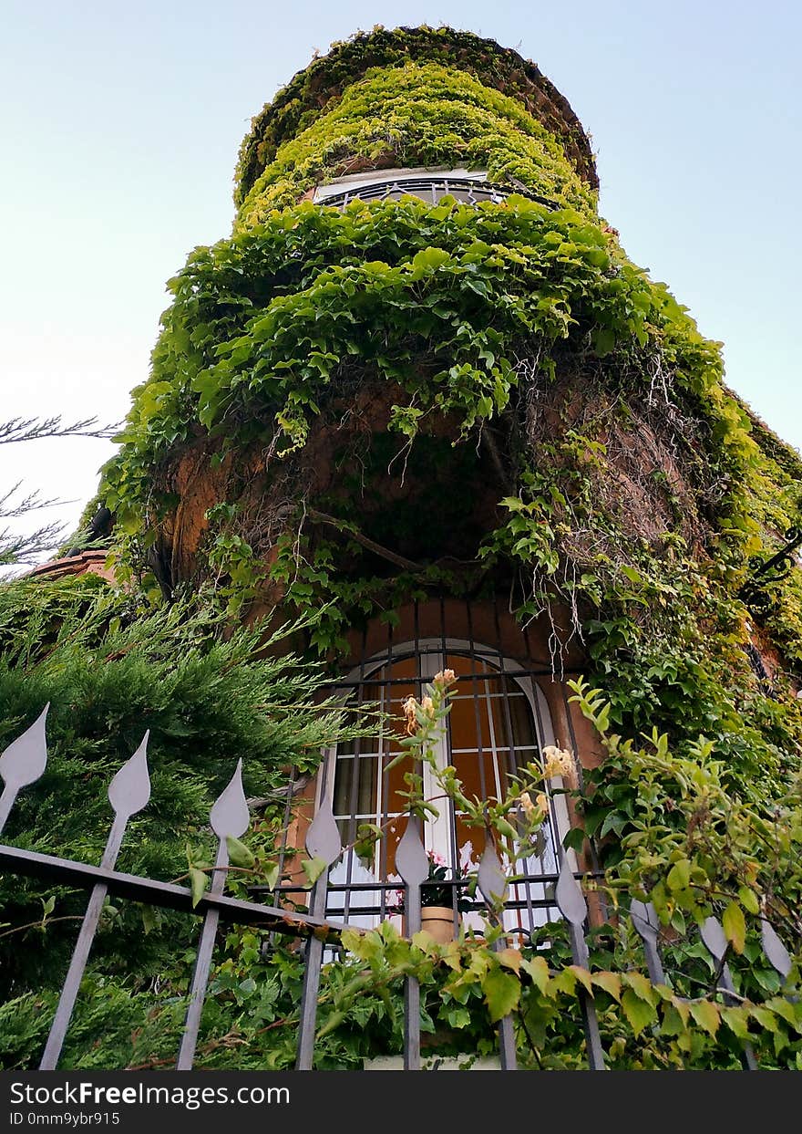 Clambering plant on the exterior wall of the old house at the Cannes. Clambering plant on the exterior wall of the old house at the Cannes.