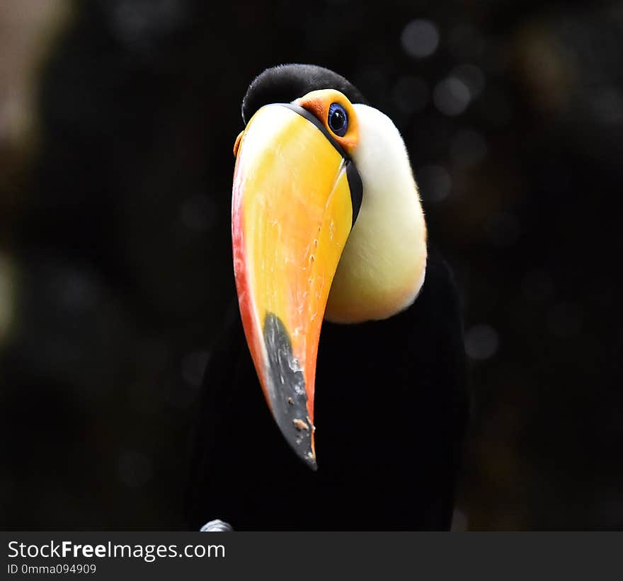 Tucan with big peak in the zoo