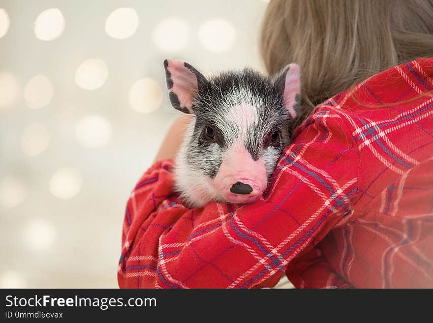 Portrait of a cute little spotted piggy in her hands. Copy space Christmas lights boche. Symbol New Year