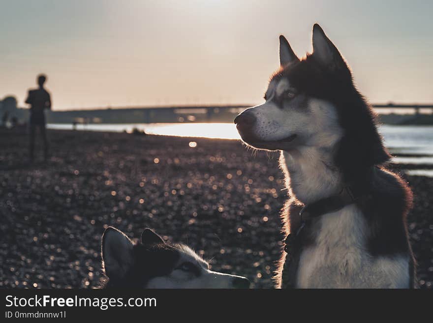 Portrait of a dog at dusk, processing for instagram. Side view of the Siberian husky.