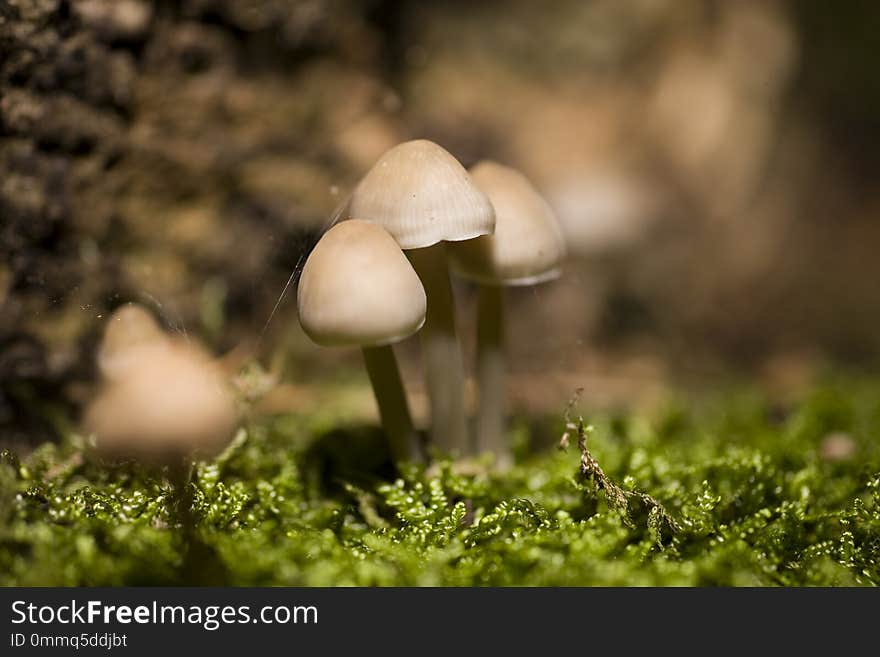 Beautiful autumn mushrooms growing in the European forest