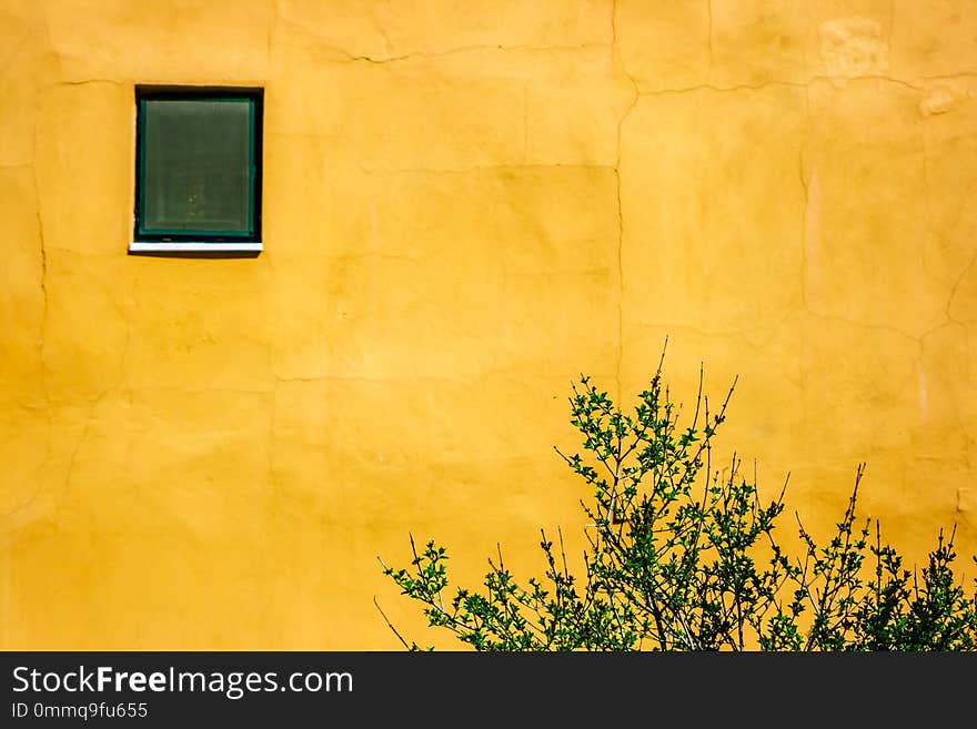 Tree Branches and window on Yellow Wall, Texture and Background