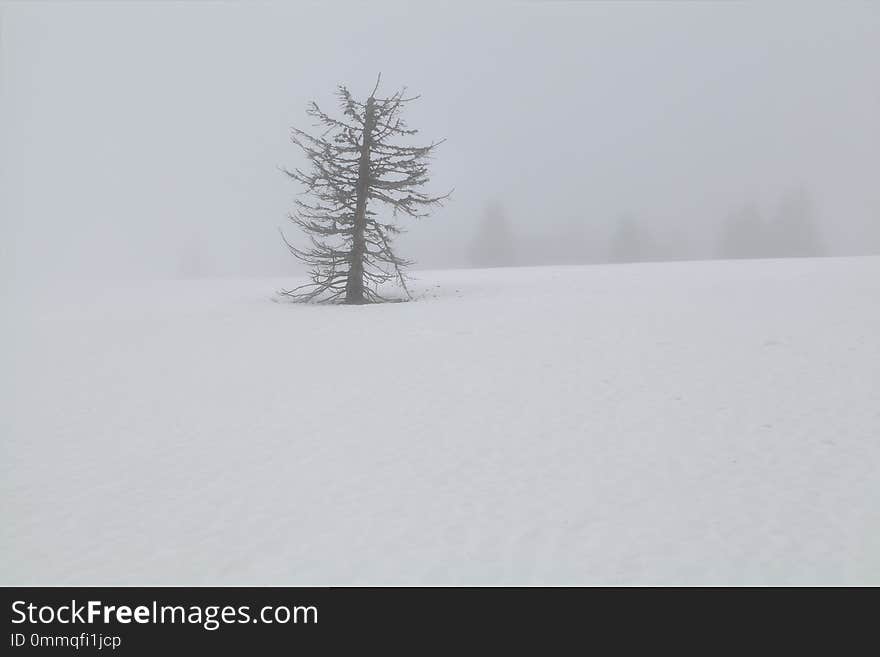 Old dry spruce tree on snow in dense fog during winter