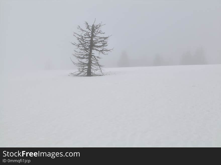 Old dry spruce tree on snow in dense fog