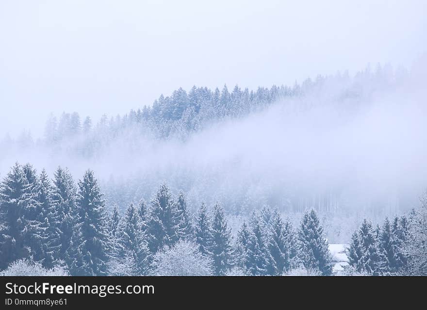 Winter coniferous forest in fog, Germany