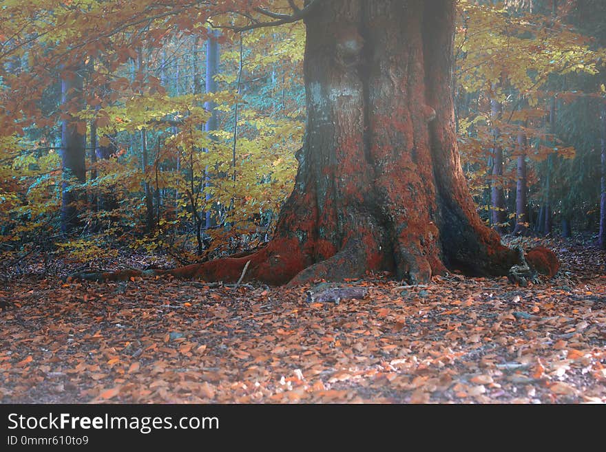 Old oak tree in forest. Fog in autumn. Old oak tree in forest. Fog in autumn.