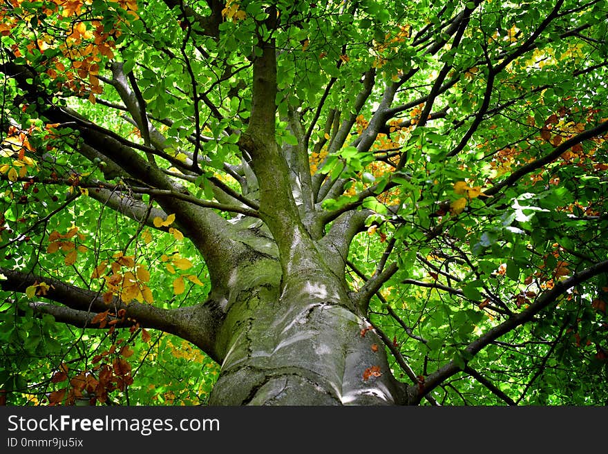 Detail of an old oak tree in summer time. Leaves.