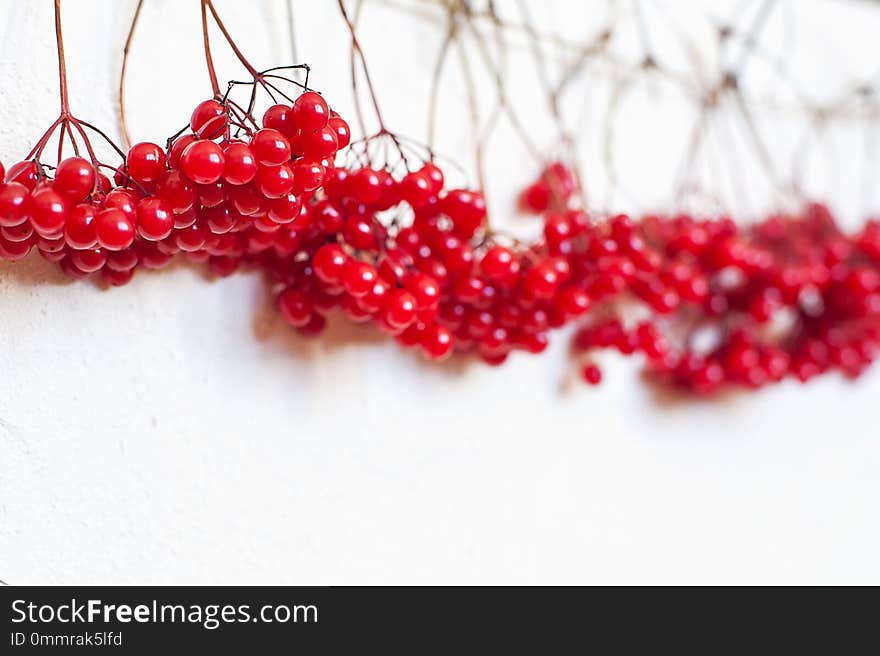 Autumn composition. Frame made of red viburnum berries. Flat lay, top view, copy space.