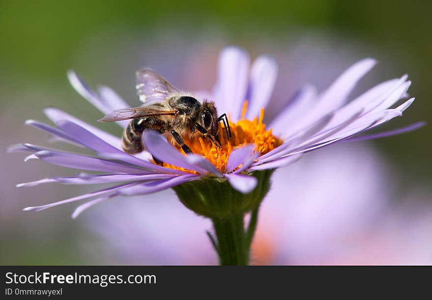 Detail of bee or honeybee in Latin Apis Mellifera, european or western honey bee sitting on the violet or blue flower. Detail of bee or honeybee in Latin Apis Mellifera, european or western honey bee sitting on the violet or blue flower