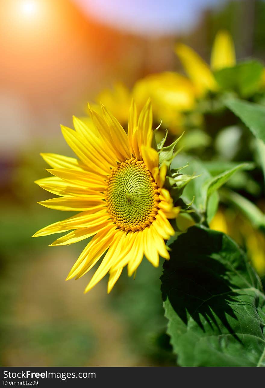 Detail of sunflower in summer garden with sun reflections