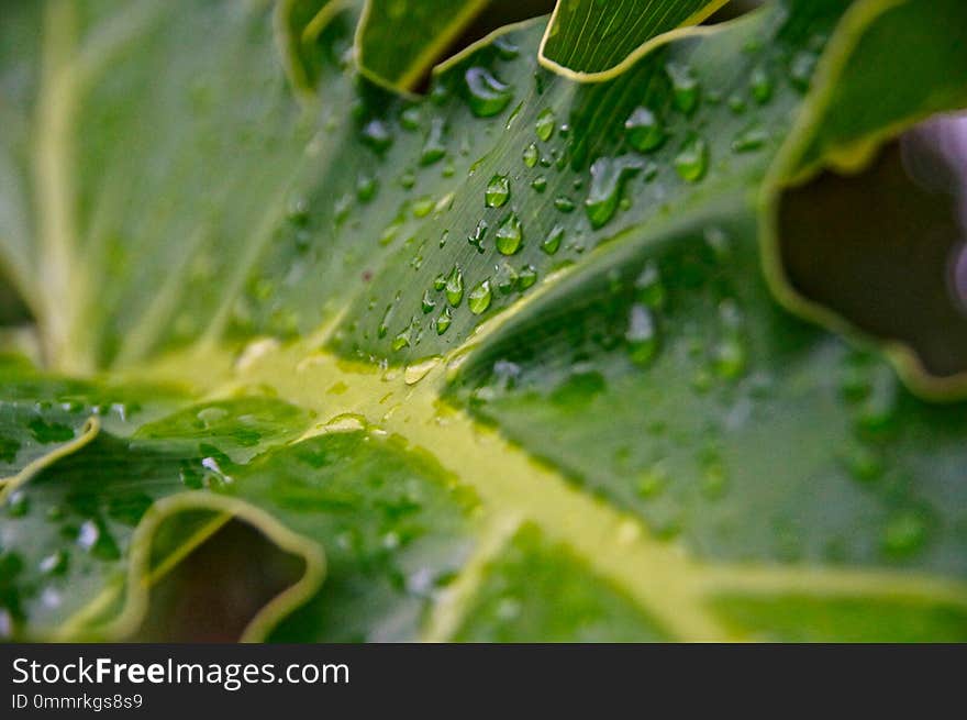 Rainy Drops In The Leafs