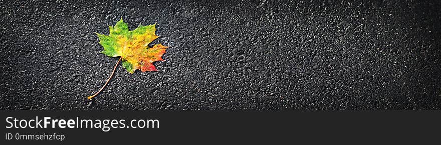 Yellow maple leaf in autumn on wet black asphalt road