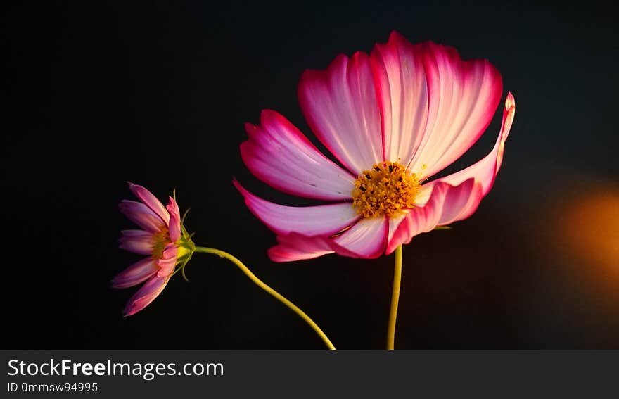 Cosmos Under The Light