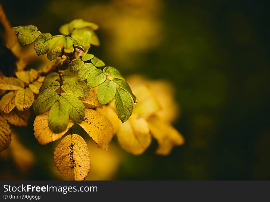 Photo Of Dog-rose Leaves And Berries. Golden Autumn.