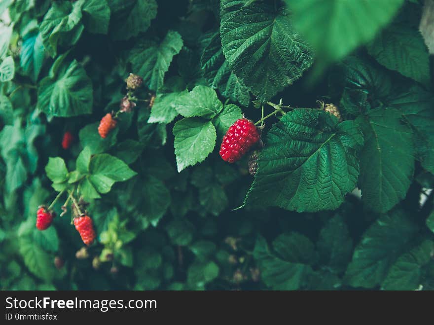 Red raspberry growing on a bush