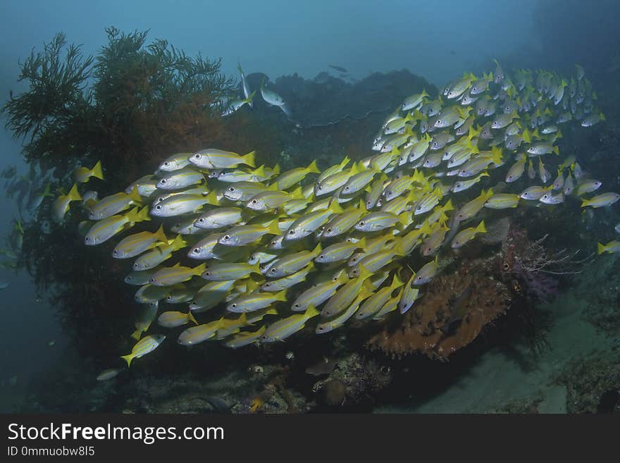 School of blue-striped snappers Lutjanus kasmira streaming though a coral reef in Raja Ampat, Indonesia.