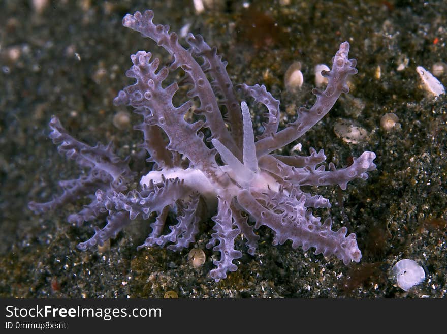 Unidentified nudibranch