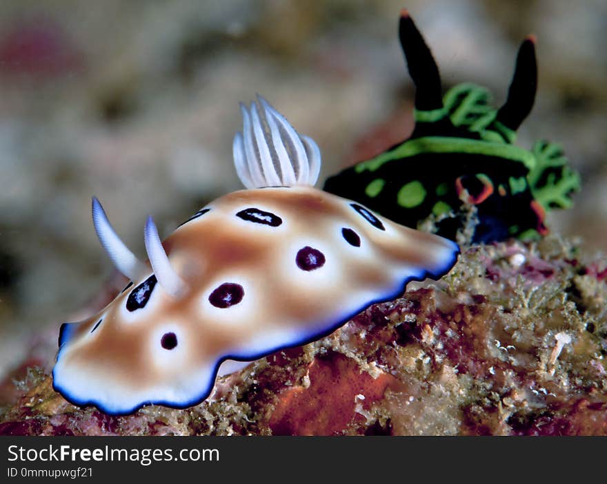 Nudibranch Risbecia tyroni in front and Nembrotha kubaryana nudibranch in the background. Raja Ampat, Indonesia.