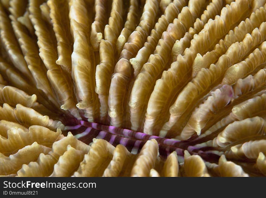 Detail image of stony plate coral Fungidae.