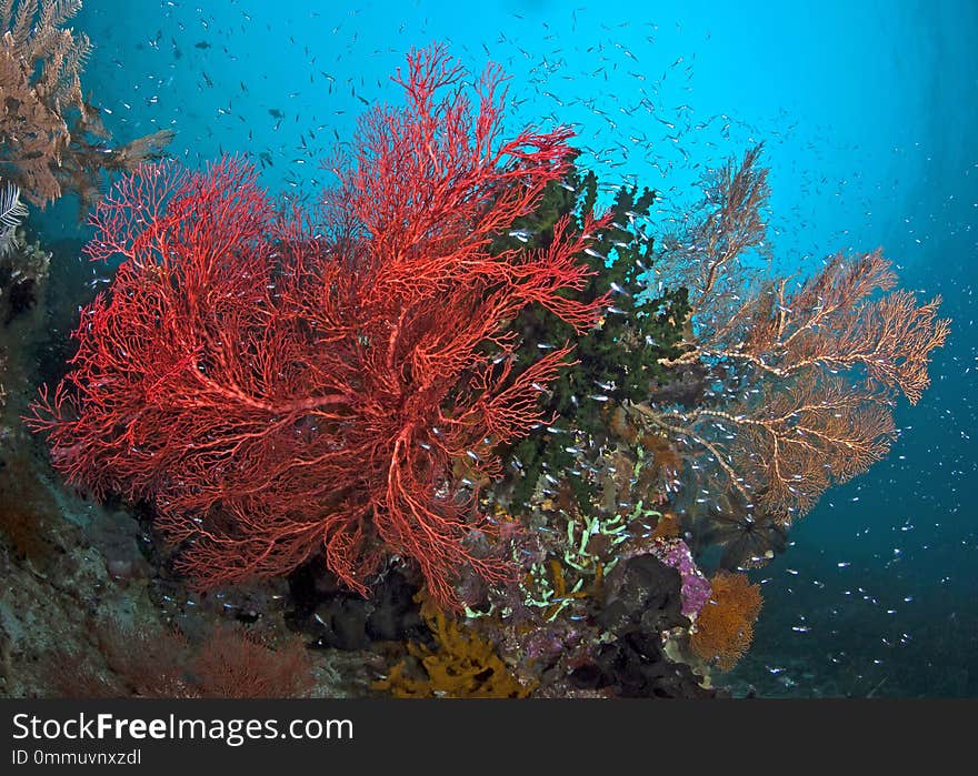 Glowing red seafan turning in ocean current. Raja Ampat, Indonesia.