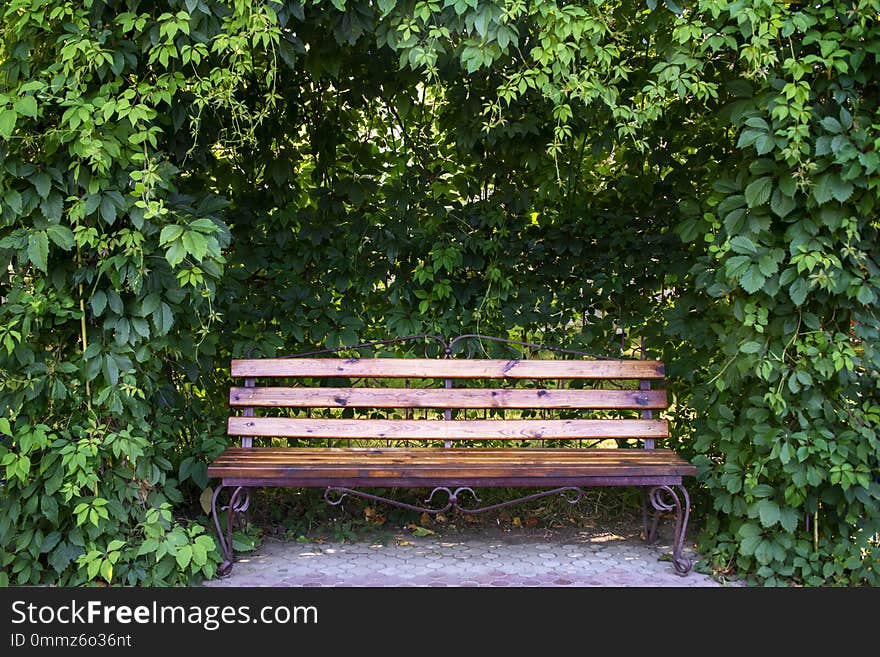 Bench in garden under curly thickets of wild grape. Bench in garden under curly thickets of wild grapes